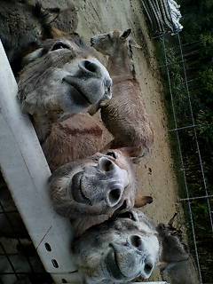 これ地元でとったんやけど 火野裕士の生活