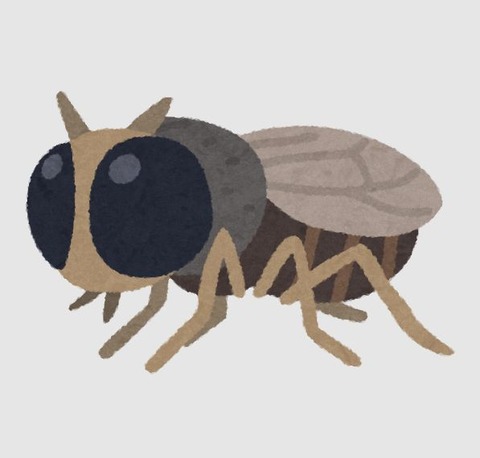buyo