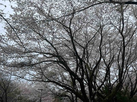 IMG_0097