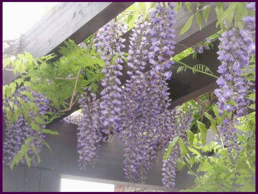 あさひやま シマエナガ オオルリ 藤の花 あさひやま シマエナガ オオルリ 藤の花