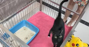 黒猫_2