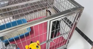 黒猫_1