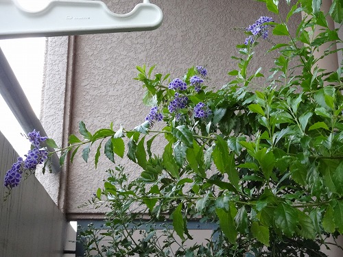 デュランタ宝塚 ベランダのお花達