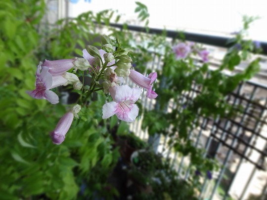 またまたピンクノウゼンカズラです ベランダのお花達