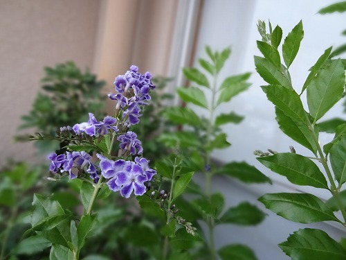 デュランタ宝塚 ベランダのお花達