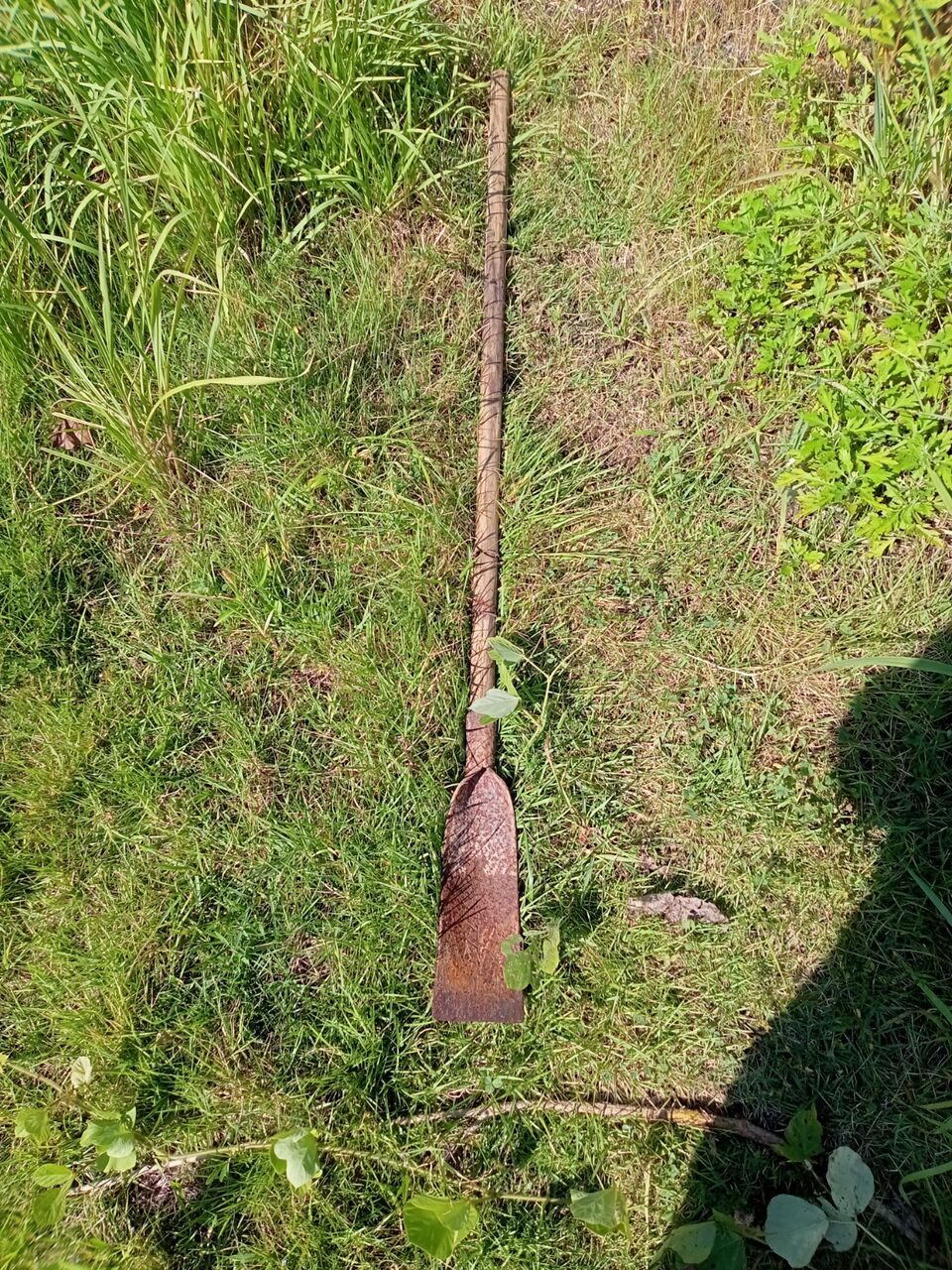 日吉の自然を喰う 山編 緑竹って 知ってますか 夏が旬です ひおきと