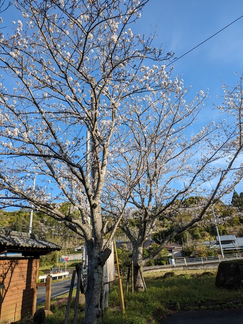 PXL_20240328_230159986