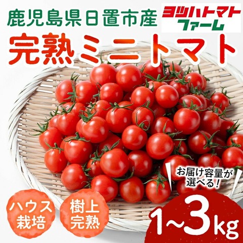 ＜内容量が選べる！＞ハウス栽培 完熟ミニトマト(1～3kg)