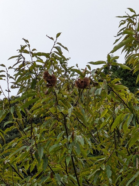 PXL_20231009_064531621