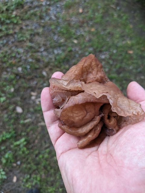 PXL_20231009_065158066