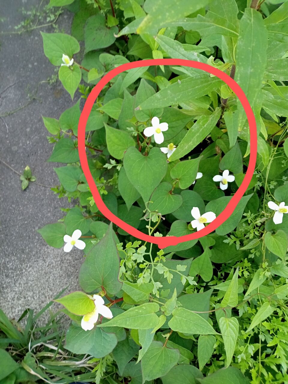 白い花には 効能があるのです 虫刺され薬を作ります ひおきと