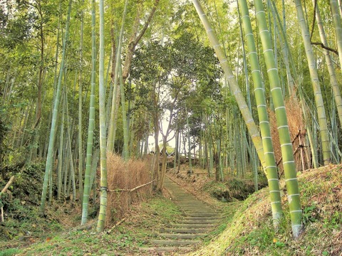 美山竹林①