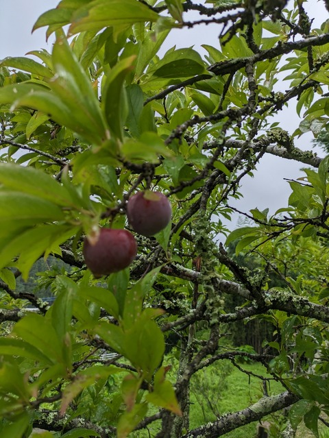 PXL_20230702_030429434