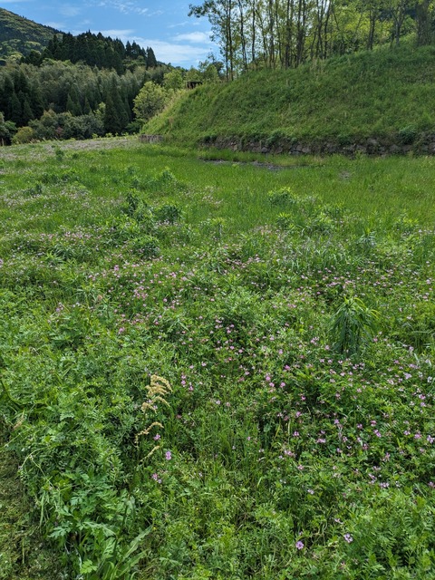 PXL_20240413_054020989