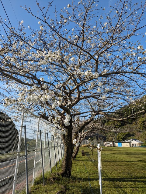 PXL_20240328_225930876