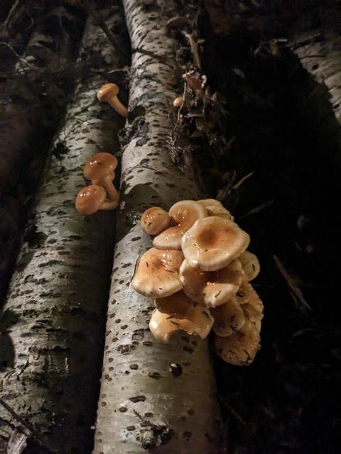 PXL_20231118_102847400