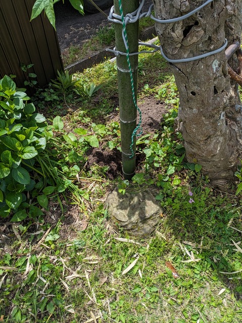 PXL_20240414_023610883