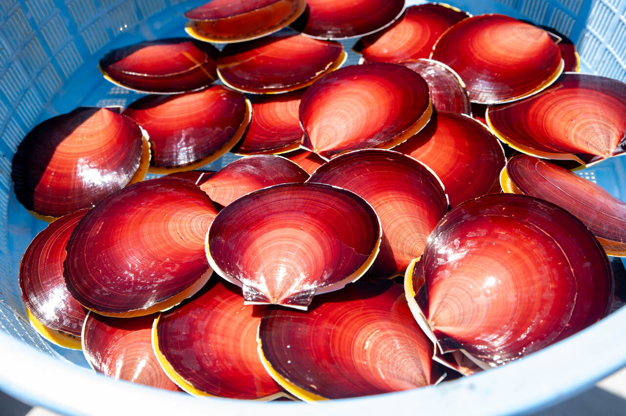 赤貝 吹上浜の未来を考える漁業者たち】日置市発！ブランド化を図る