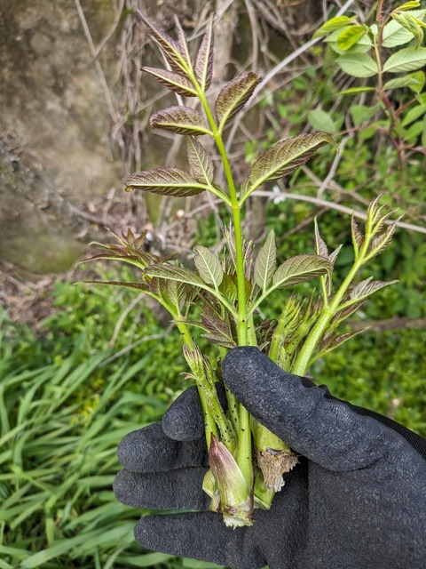 PXL_20240320_030830081
