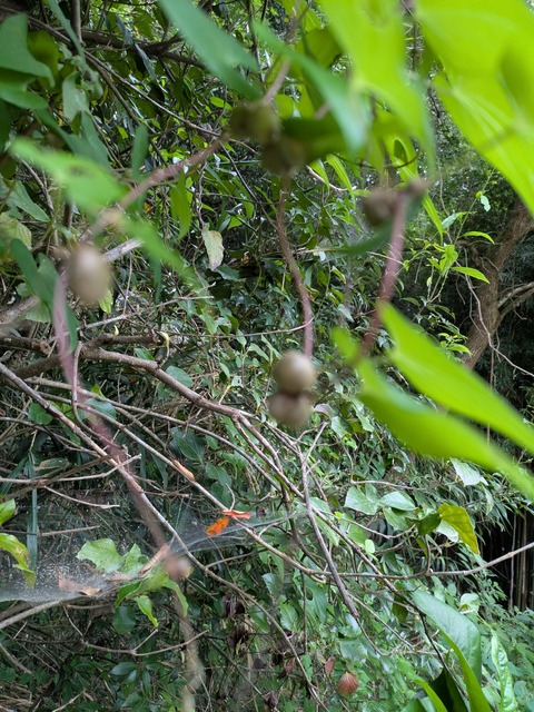 ようやく、秋の山の幸が出てきましたよ～。