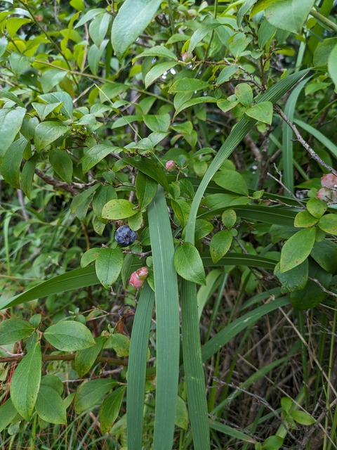 PXL_20230709_082949340