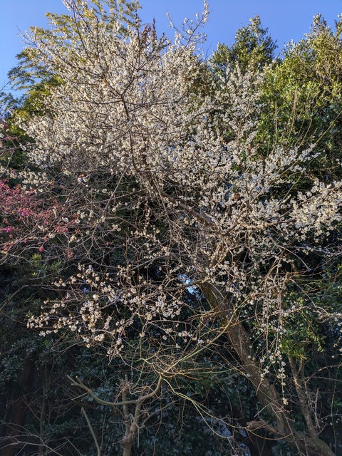 PXL_20240127_000258442