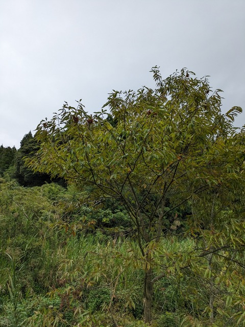 PXL_20231009_064525509