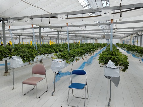 いちごハウス内部