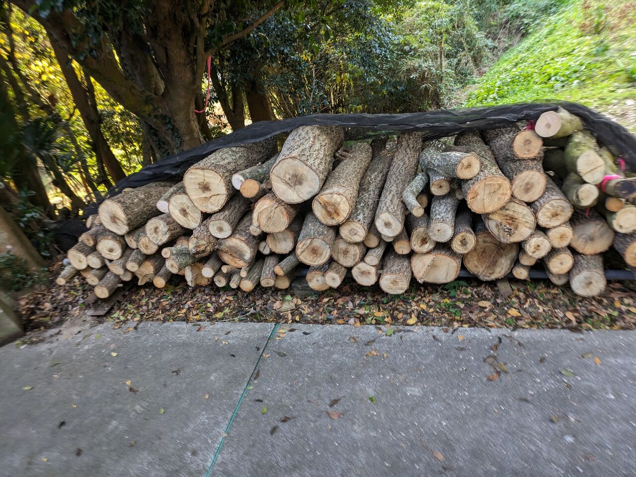 くぬぎ　原木しいたけ　20本　細め　駒打ち完了　ホダ木　本伏せ中 原木しいたけ道 駒打ち完了、仮伏せをしましょう。 : ひおきと