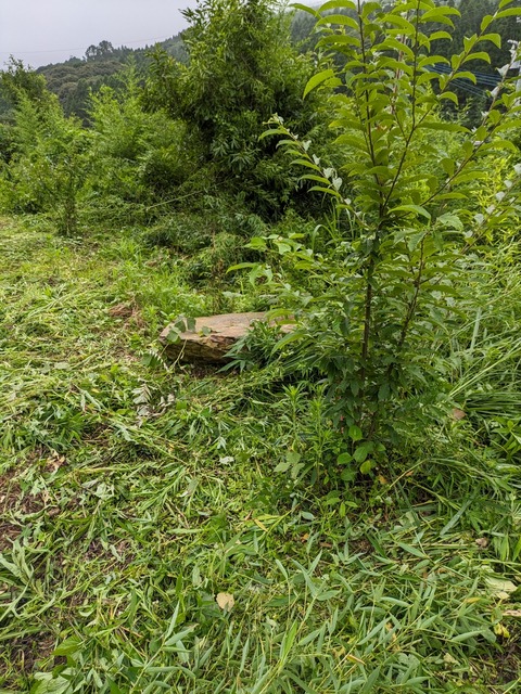 PXL_20230702_080021887