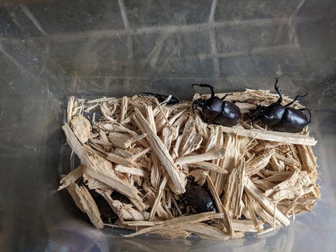 PXL_20230730_224947087