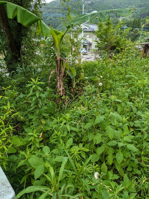 PXL_20230702_022109718