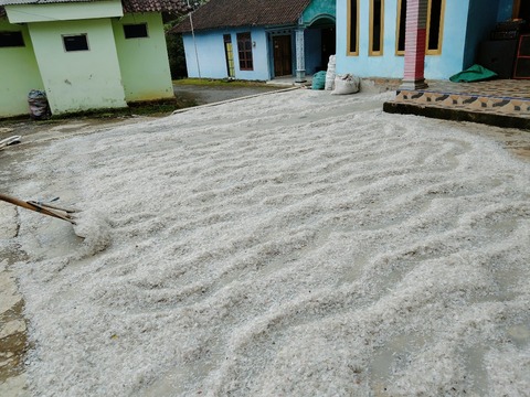pengepul