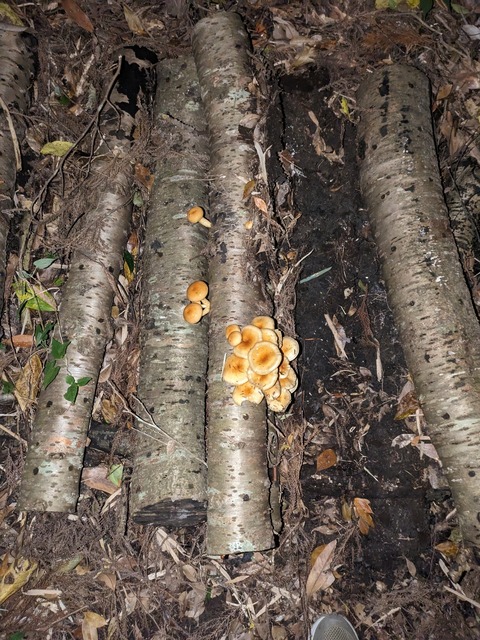 PXL_20231118_102931314