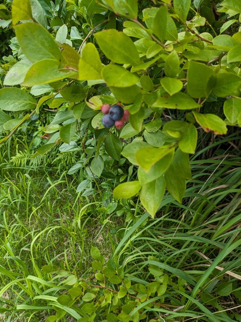 PXL_20240704_055459450