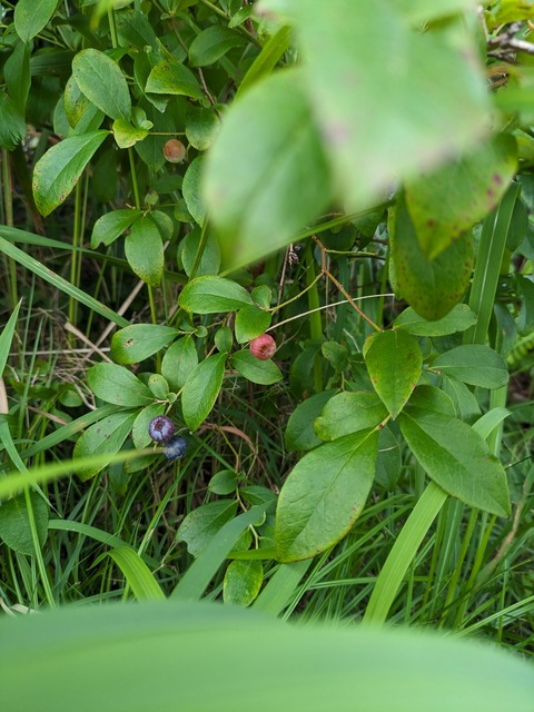 PXL_20230709_082941064