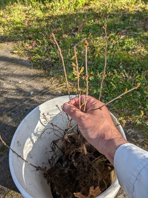 PXL_20240309_070459533