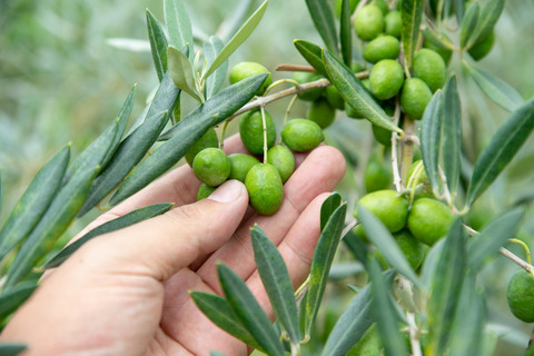 【2】オリーブ_kagoshima-olive_167