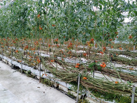 トマトハウス内部