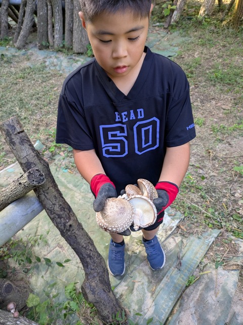 しいたけの成長は超早いよ。　初収穫から４日目!!!