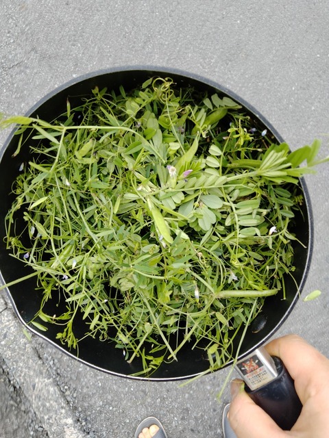 集めた道草