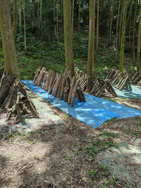 PXL_20240504_030147593