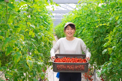 241129_yotsuhatomatofarm_042