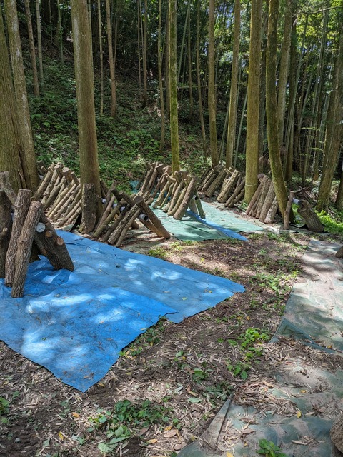 PXL_20240504_030200357