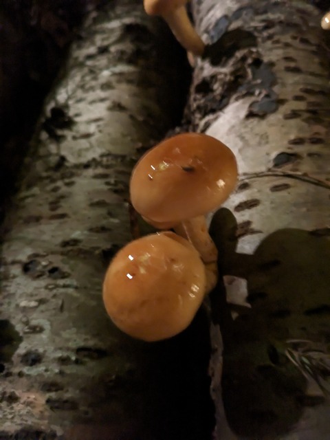 PXL_20231118_102909581