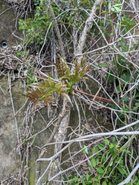 PXL_20240320_030824828