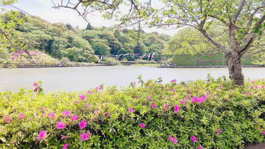 4 22 藤枝蓮華寺池公園藤まつりお散歩してきました 国連ルーブル美術館内展示書家 吉永益美 書道ブログ