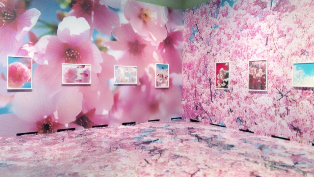 2 2 静岡県立美術館へ蜷川実花さんの写真展と焼津分校展示 国連ルーブル美術館内展示書家 吉永益美 書道ブログ 2 2 静岡県立美術館へ蜷川実花さんの写真展と焼津分校展示 国連ルーブル美術館内展示書家 吉永益美 書道ブログ