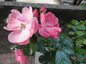 P5230020