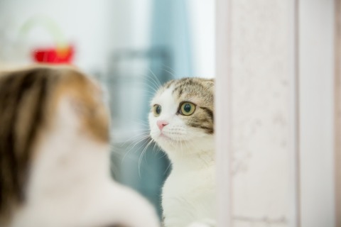 鏡猫03